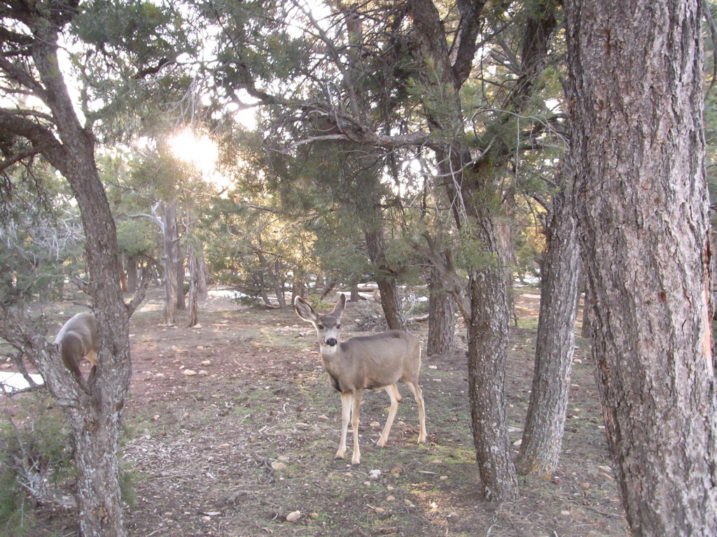 photo525983