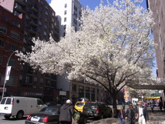 ニューヨークの桜