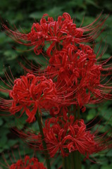 真紅の花