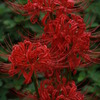 真紅の花