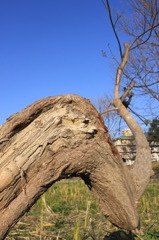 木