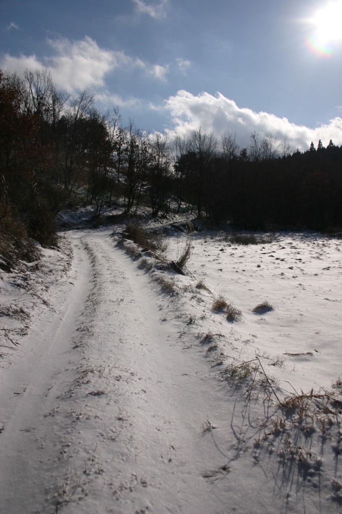 冬の散歩道