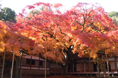 紅葉