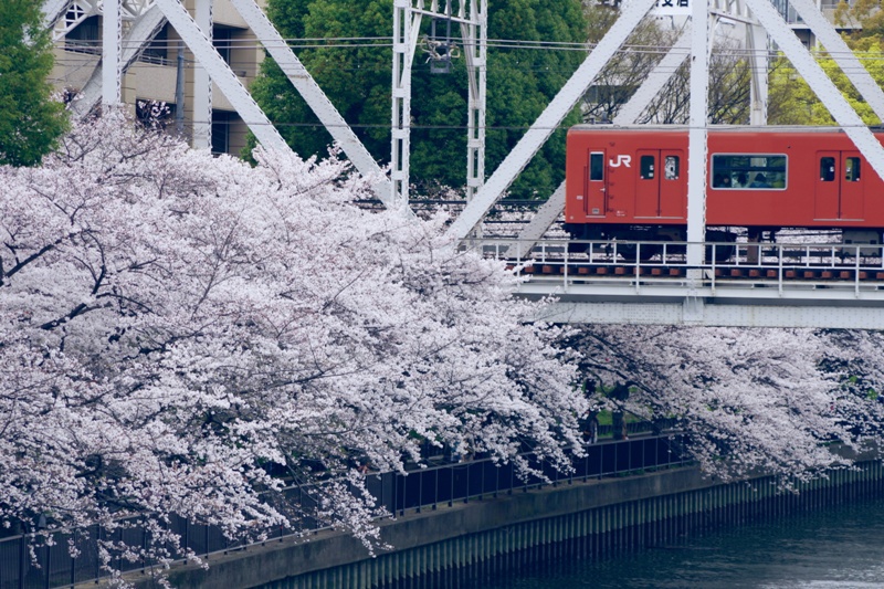 sakura　×　orange