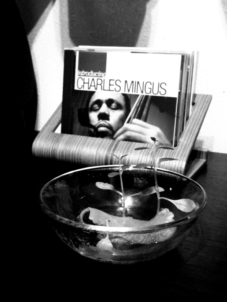 Mingus×leaf