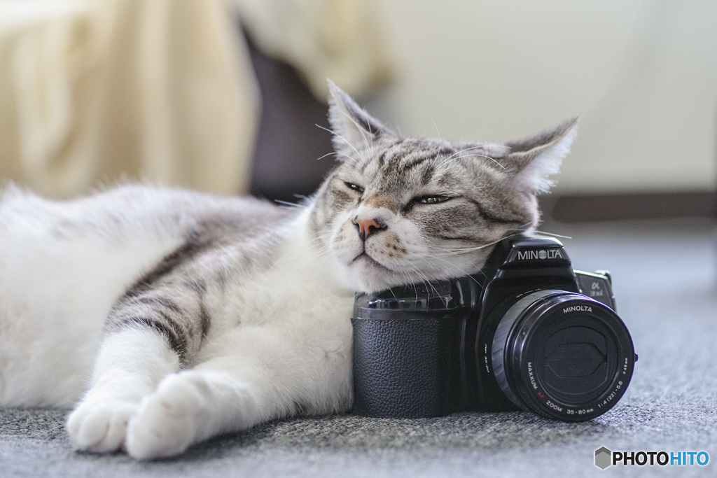 これは猫型のレリーズです