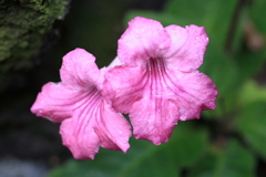 温室の花