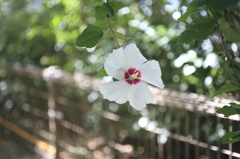 木陰の槿
