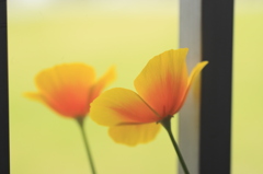 花色