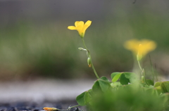 路傍の花0421