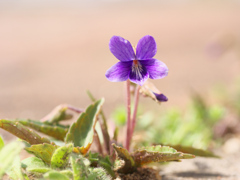 すみれの花咲く頃
