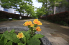 花壇の向こうに