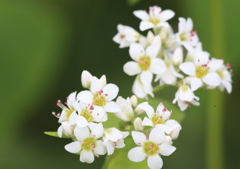 白くて清い蕎麦の花
