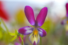 今年の干支「うさぎの花」