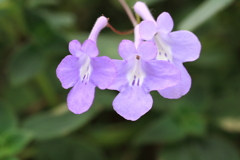 温室の花