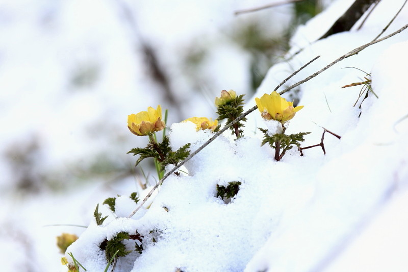 雪の中からこんにちは！
