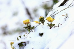 雪の中からこんにちは！