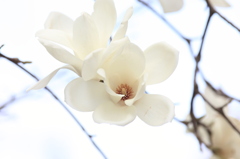 White&White