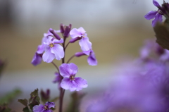 紫の花