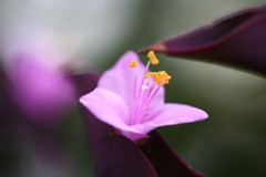 薄紫の小さい花