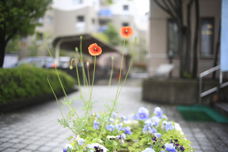 芥子の花