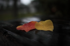 秋雨の中に