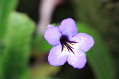 温室の花