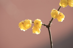 蝋梅