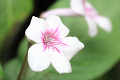 温室の花