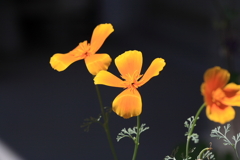 20070513
