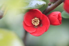 ボケの花