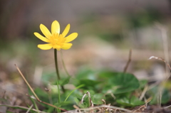 春の路傍に咲く花野芥子 （のげし）