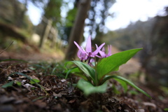 野に咲くかたくりの花