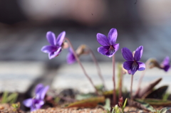 スミレの花咲く頃2011