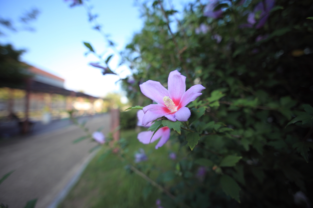 朝の散歩で