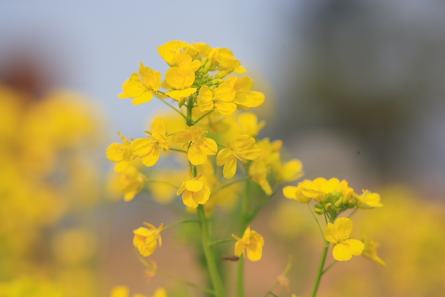 菜の花