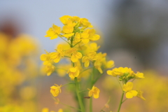 菜の花