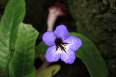 温室の花