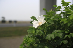 浜茄子の花
