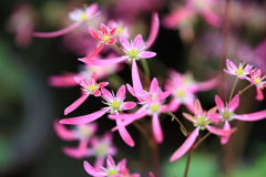 20071104daimonnjisou