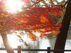 東公園紅葉⑤