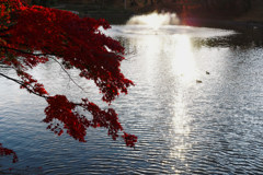 東公園紅葉⑦