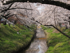 桜（川縁で花見）