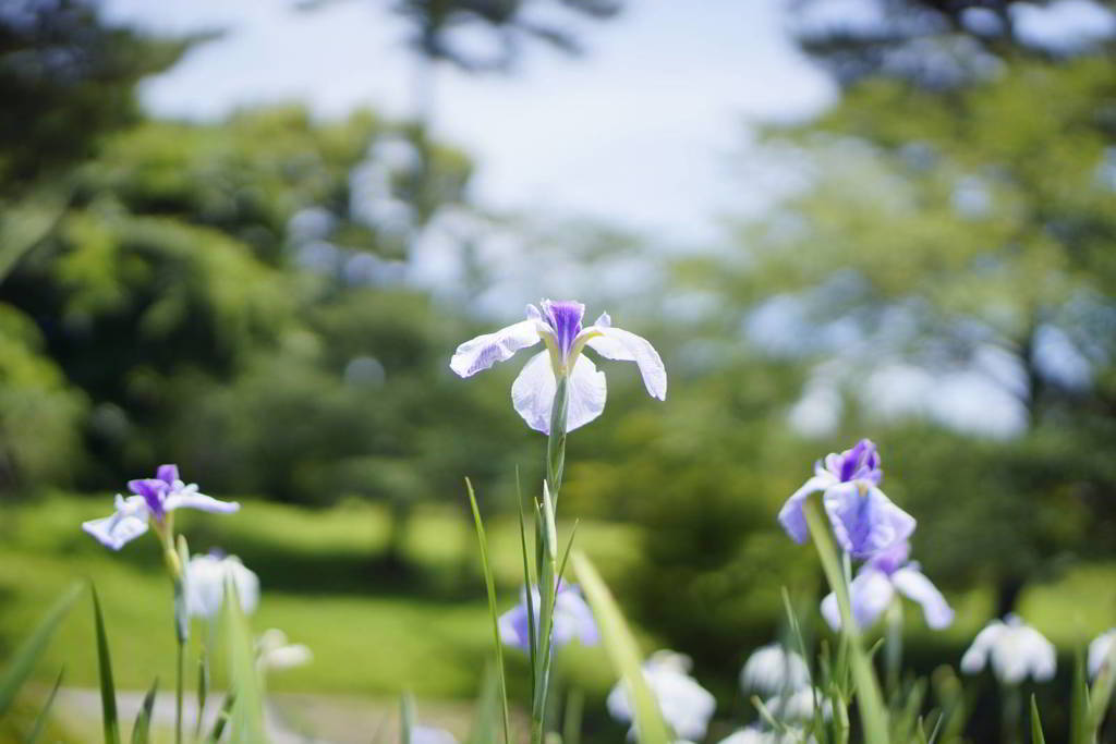 東公園 花菖蒲まつり