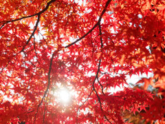 東公園紅葉①