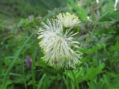 花火のような白い花