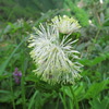 花火のような白い花