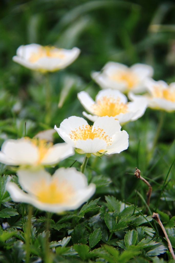 お花