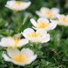 お花