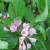 唯二つの花